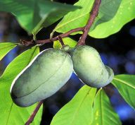 200px-Asimina_triloba3.jpg