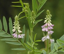 galega_officinalis_220px.jpg
