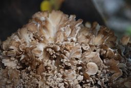 800px-Jmaitake2.jpg