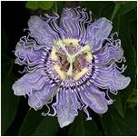 Passion flower.jpg