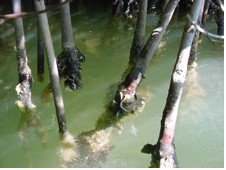 mangrove_roots.jpg