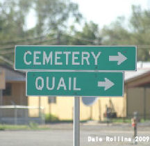 cemetery_quail_sm2.jpg