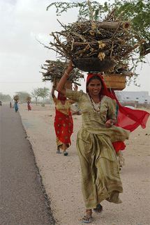 Gathering Fire Wood.jpg