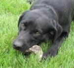 Wapiti Labs Antler Chews