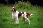 Sporting Dogs