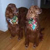 David's Irish Setters.JPG