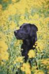 Black Lab