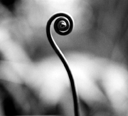 frond_bw.jpg