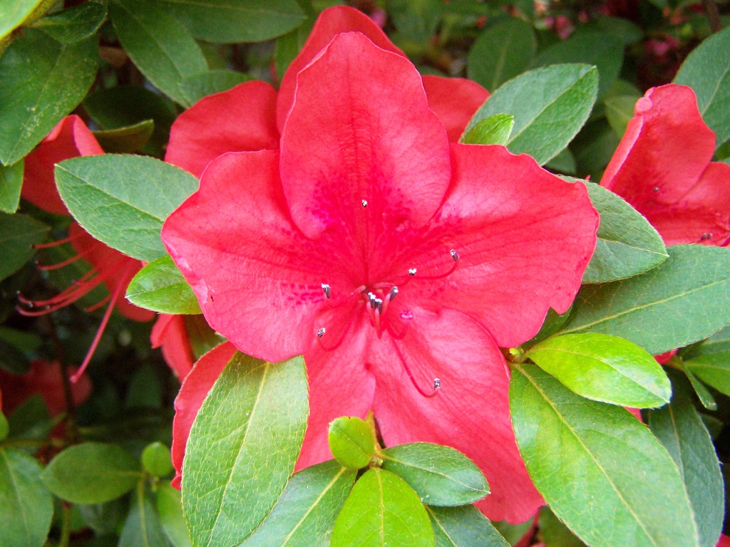 flower.jpg