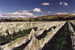 Torlesse Vineyard, covered with bird netting