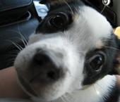 reggie.jpg