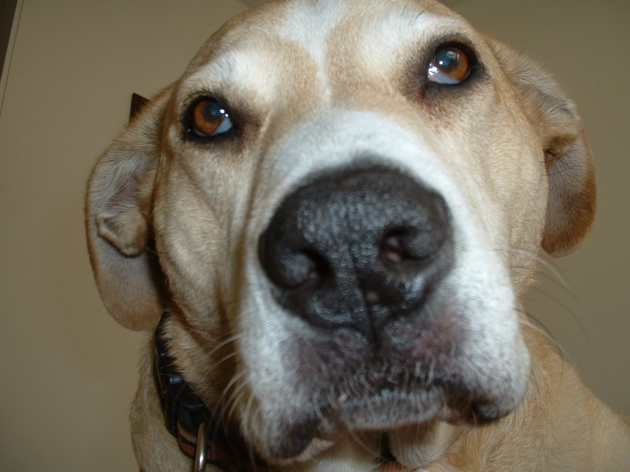winston_upclose.JPG