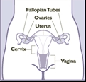 Vagina.JPG