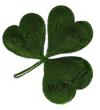 irish-shamrock-2.jpg