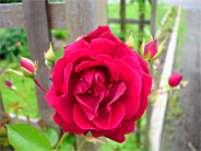 Mother's Day at the Strong House Inn