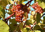 Grapes at Shelburne Vineyard