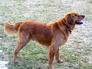 baron190.jpg