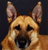 German Shepherds.jpg