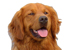 Golden head.jpg