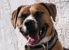 Pittie head.jpg