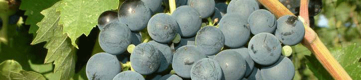 grapes5.gif