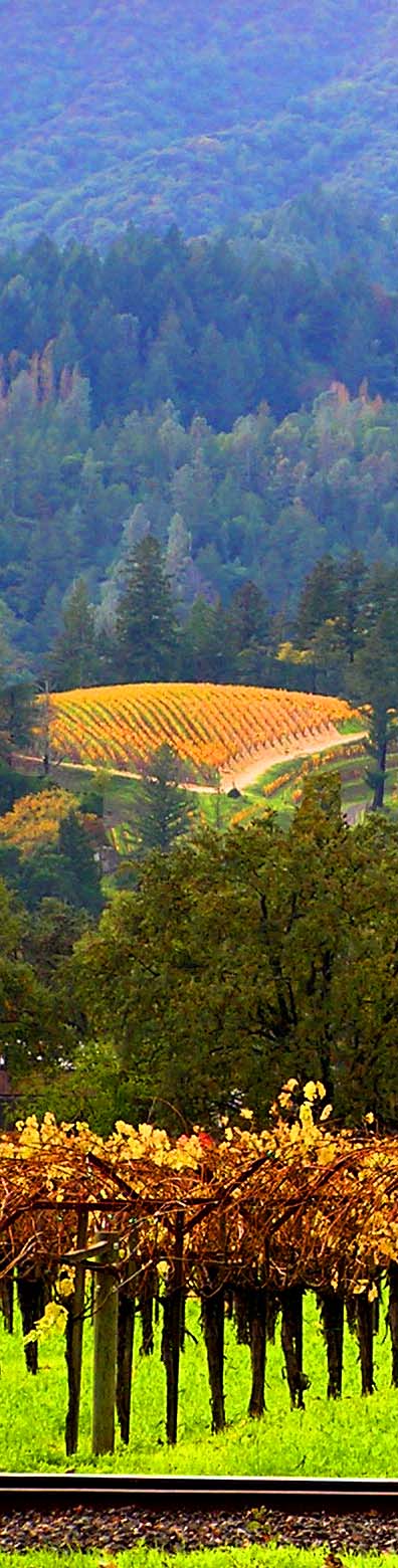 vineyard3.jpg