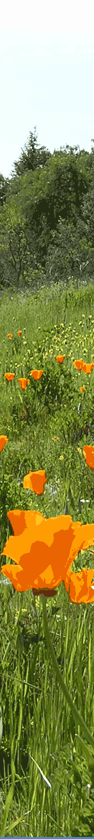 sidepic4.gif