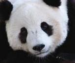 DC Panda