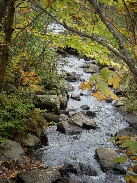 lake placid stream 3 carla.jpg