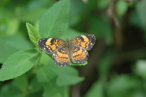 butterfly_1.JPG