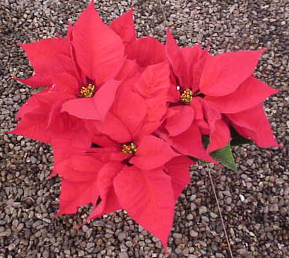 6 in red.jpg