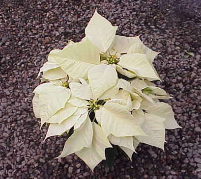 6 in white.jpg