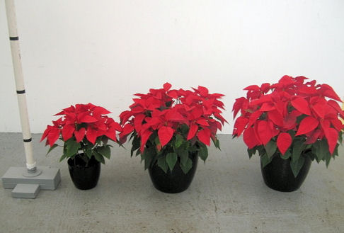 6.8.10in Red Poinsettiaa.JPG