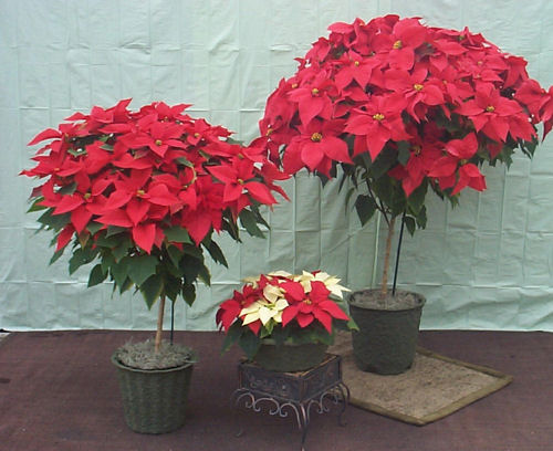 v  8in  10in Red Tree (2).JPG