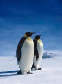 Emperor_Penguin.jpg