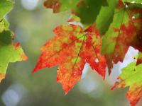 leaf.jpg