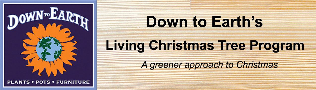 email banner Living Christmas Trees copy.jpg