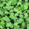 CSI-Copper-Cyn-G10-143.jpg