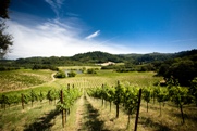 vineyard.jpg