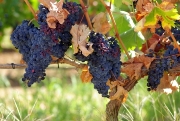 red grapes.jpg