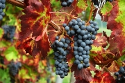 grapes website I.jpg