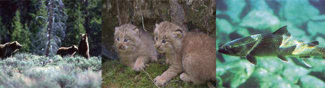 EndangeredSpecies.jpg