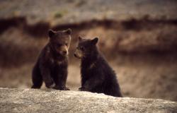 GRIZ.CUBS.BryanHarry.YNP.jpg
