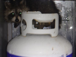 raccoon.jpg