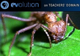 ants.jpg