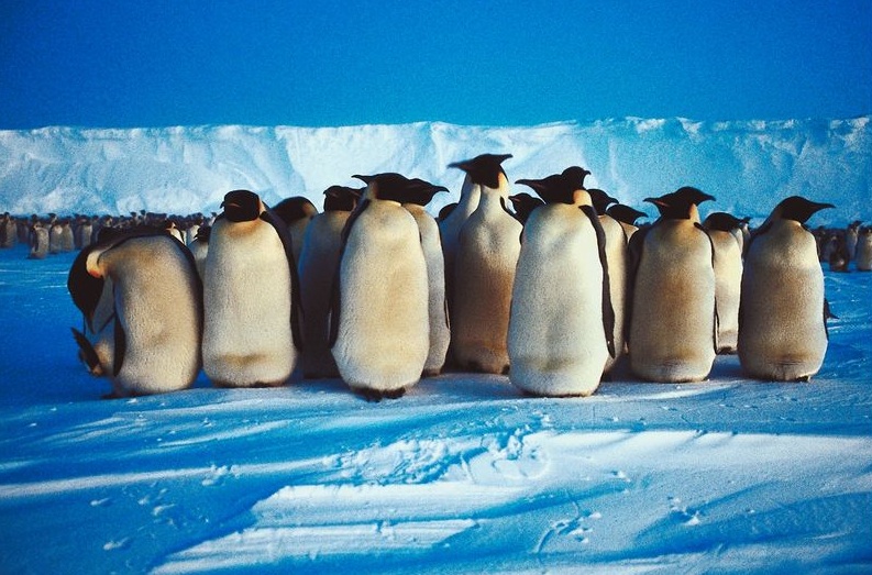 penguins.jpg