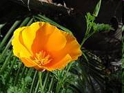 California Poppy.jpg
