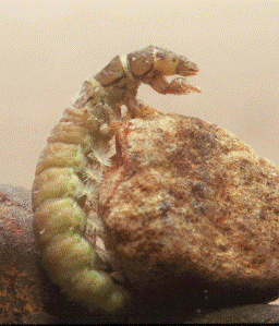 Favorite Caddisfly.gif
