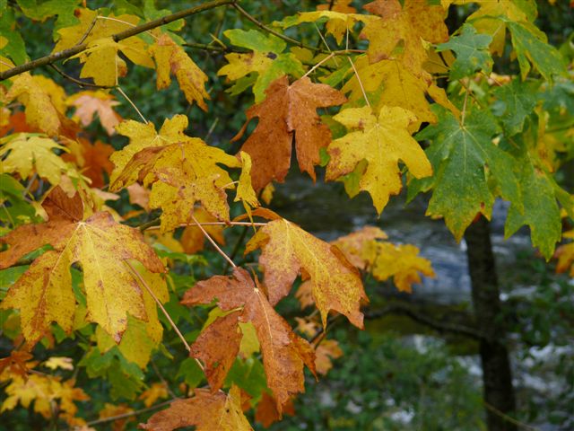 fall leaves.jpg