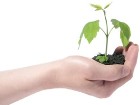 seedling-hand.jpg